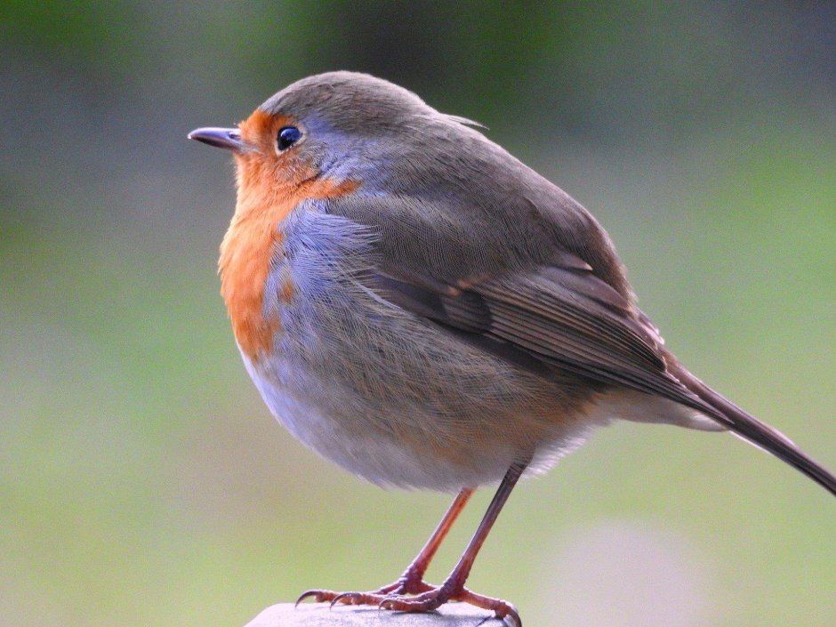 Певчие Воробьинообразные птицы