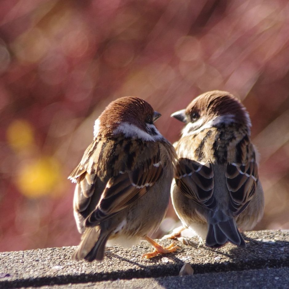 Два воробья