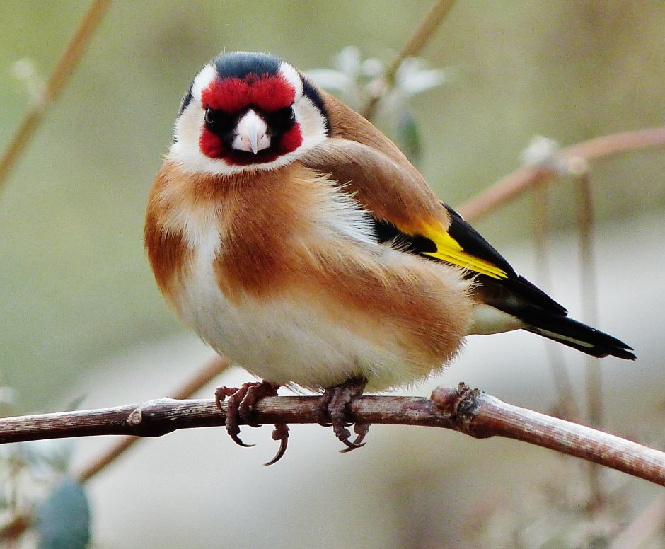 Отряд Воробьинообразные щегол