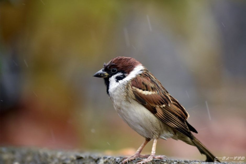 Воробей обыкновенный