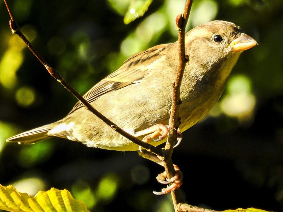 Воробьинообразные Воробьинообразные