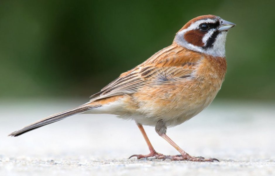 Птичка семейства воробьиных