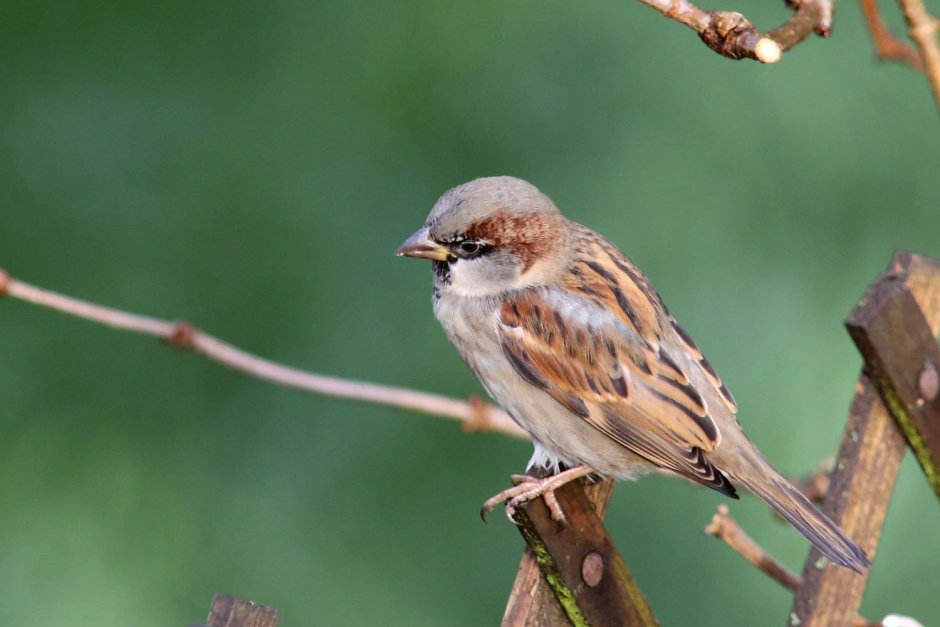 Птицы семейства воробьиных Ростовской области