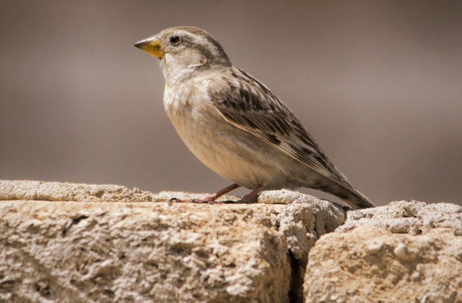 Каменный Воробей – Petronia Petronia (Linnaeus, 1766).