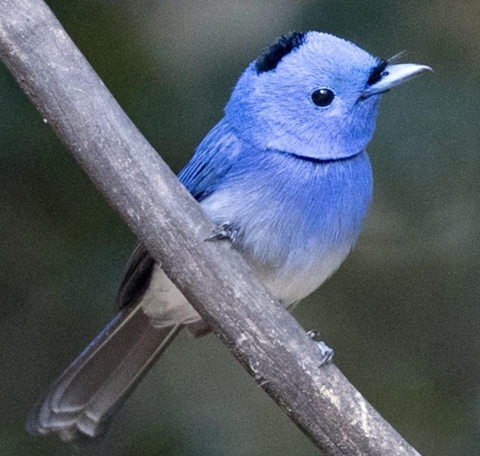 Black-naped Monarch