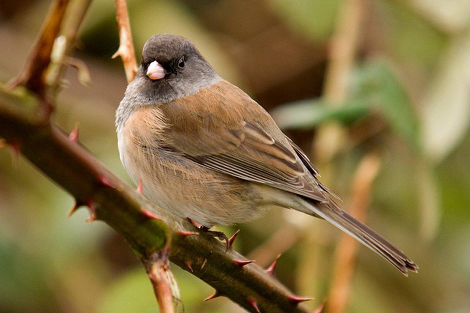 Юнко Воробей