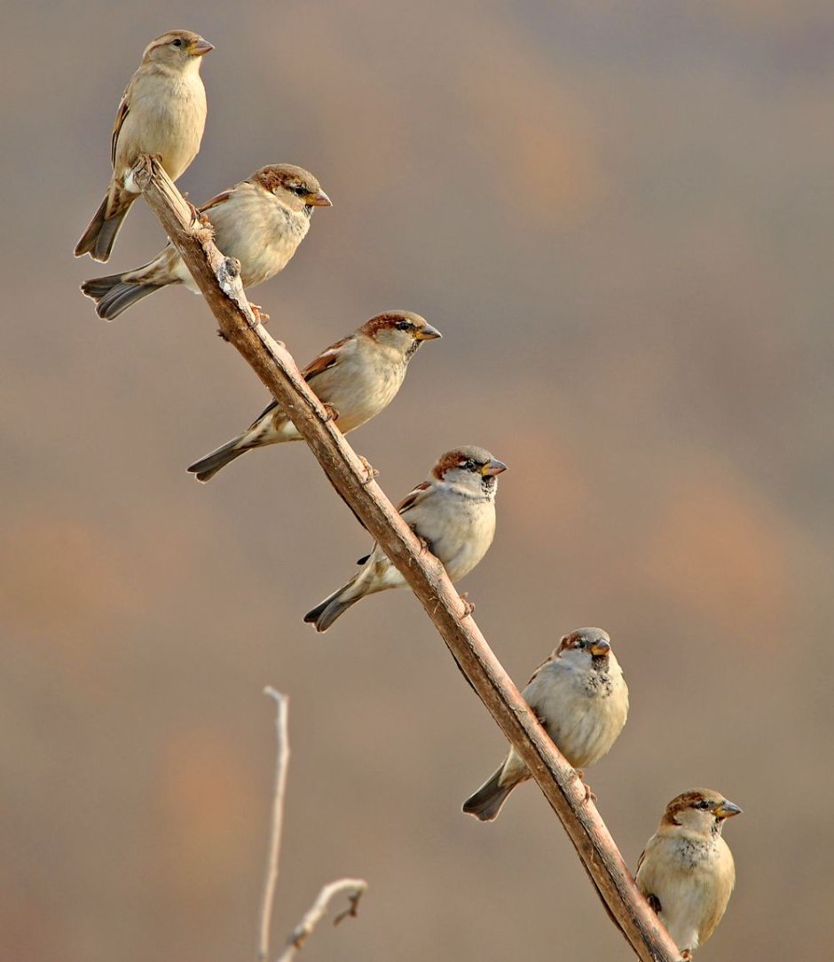 Птицы сидят в ряд