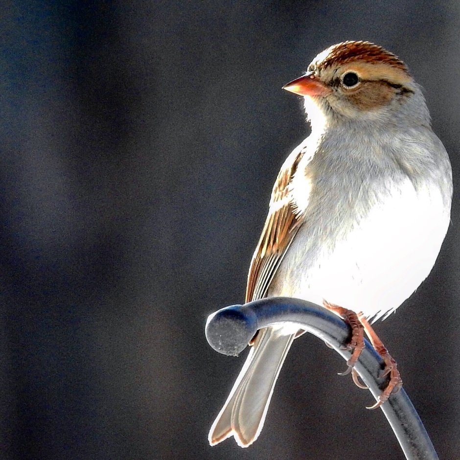 Морской Воробей картинки