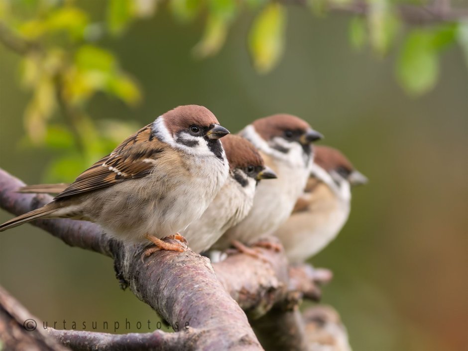 Вьетнамские воробьи