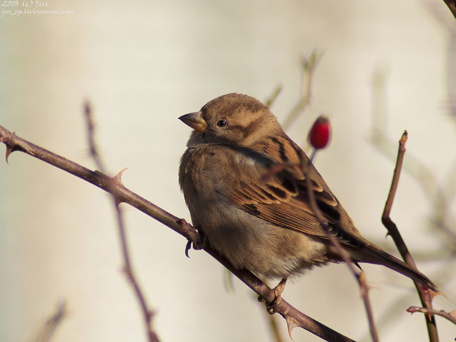 Воробьи любовь