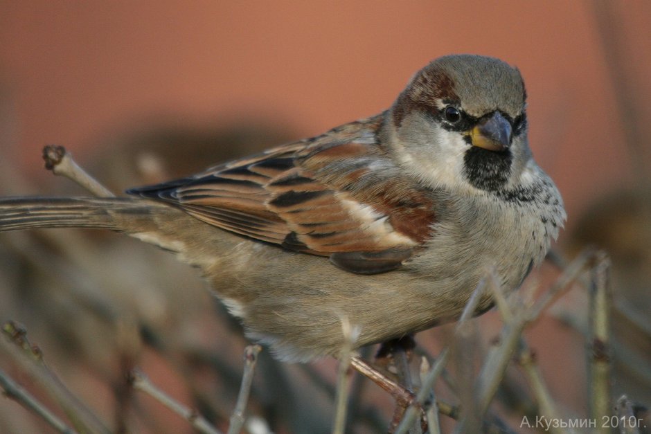 Птицы России Воробей
