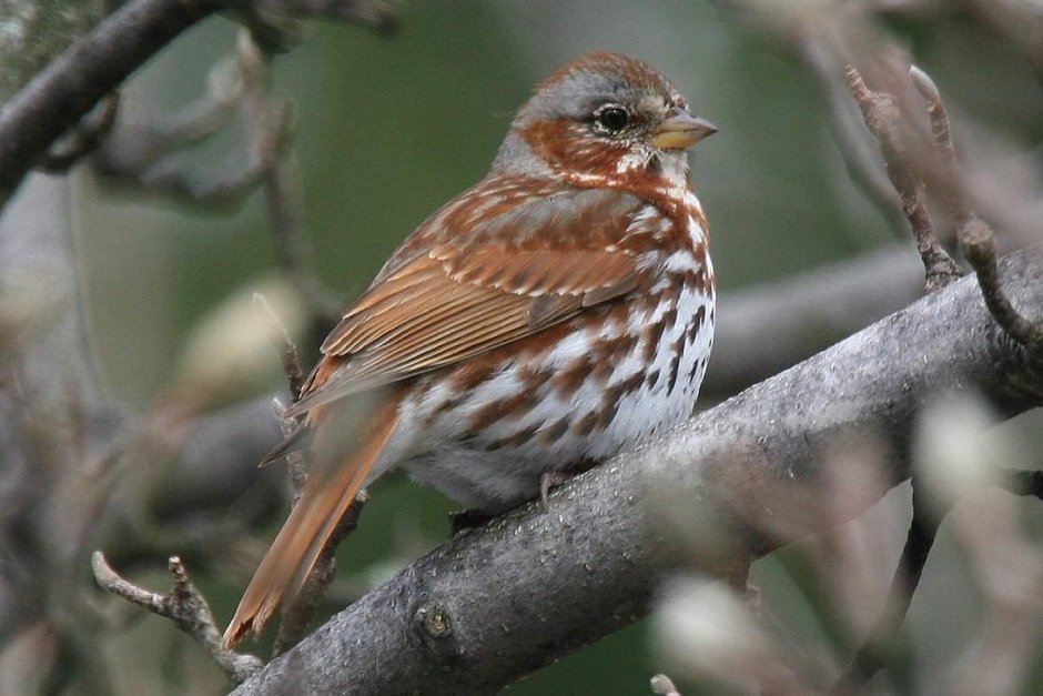 Серая птичка отряда воробьиных