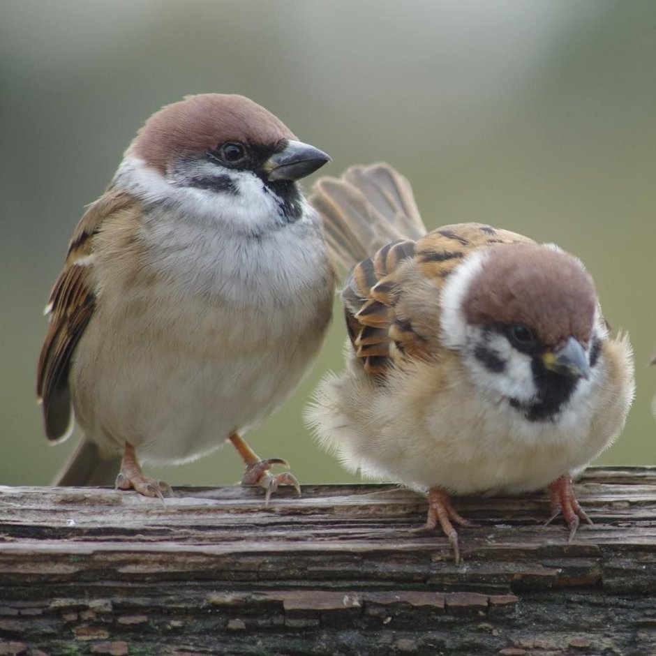Японские воробьи амадины
