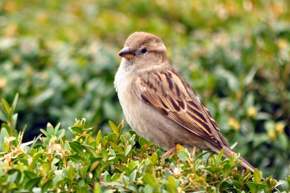 Воробьинообразные Барвинок