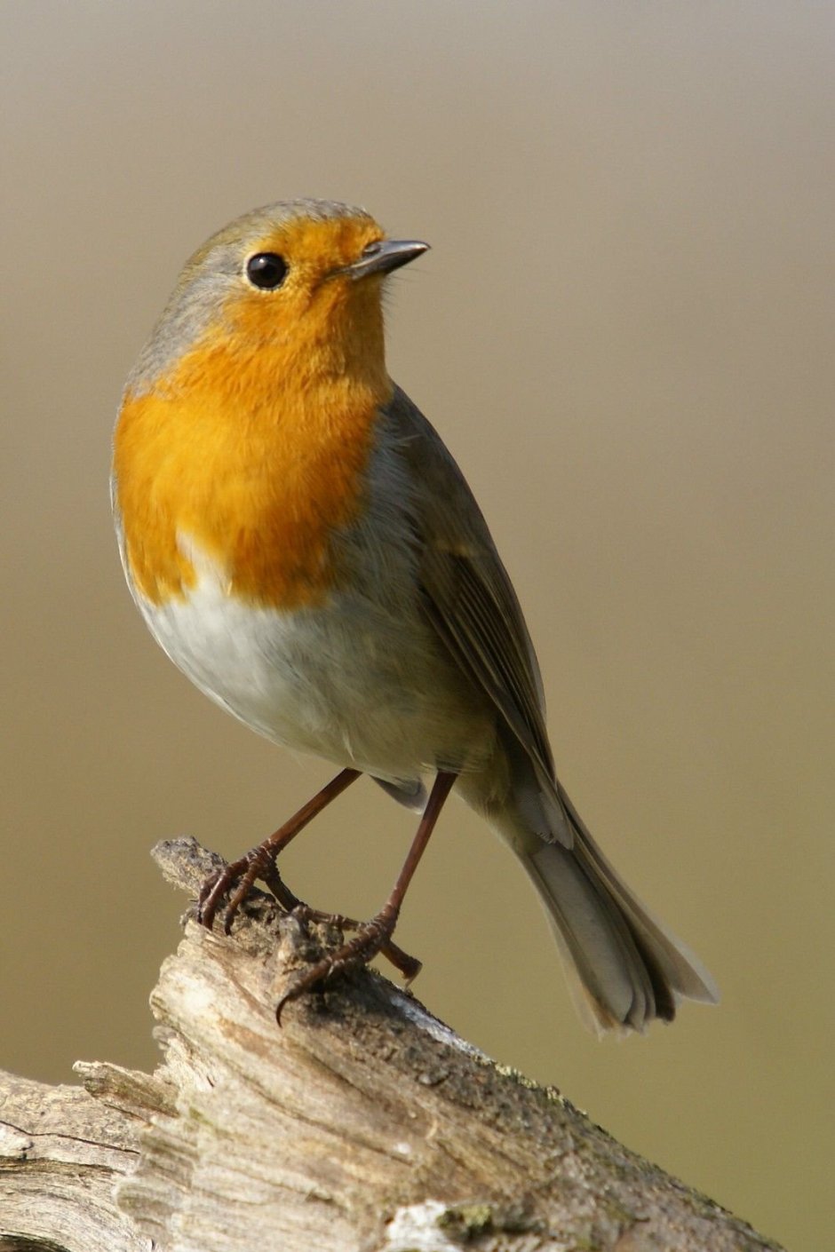 Маленькая птичка с желтой грудкой