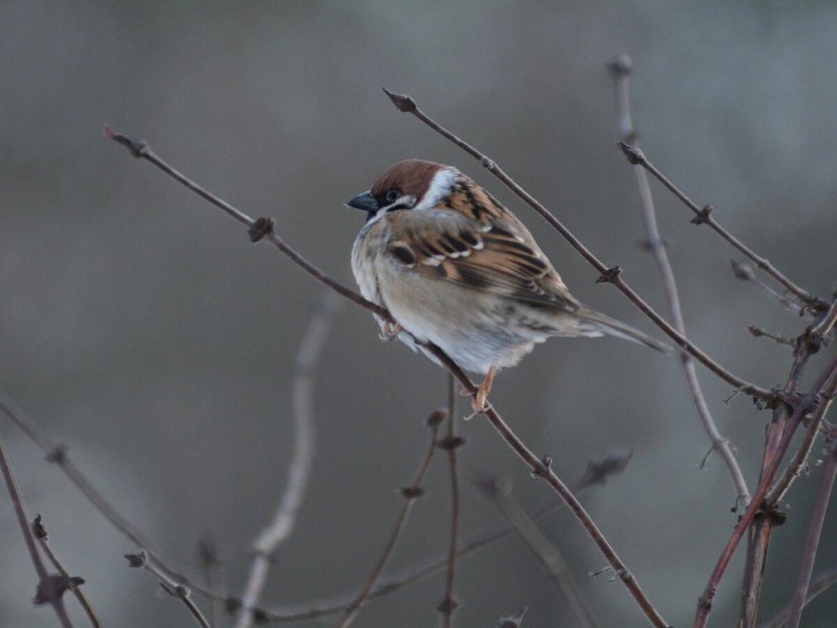 Птицы Тюменской области фото и названия воробьиные