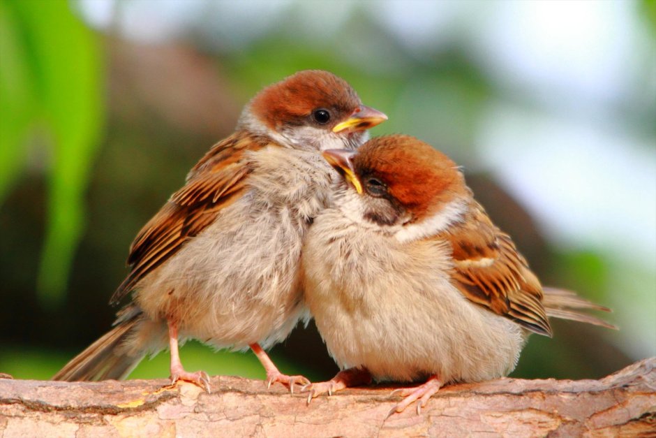 Воробьи обнимаются
