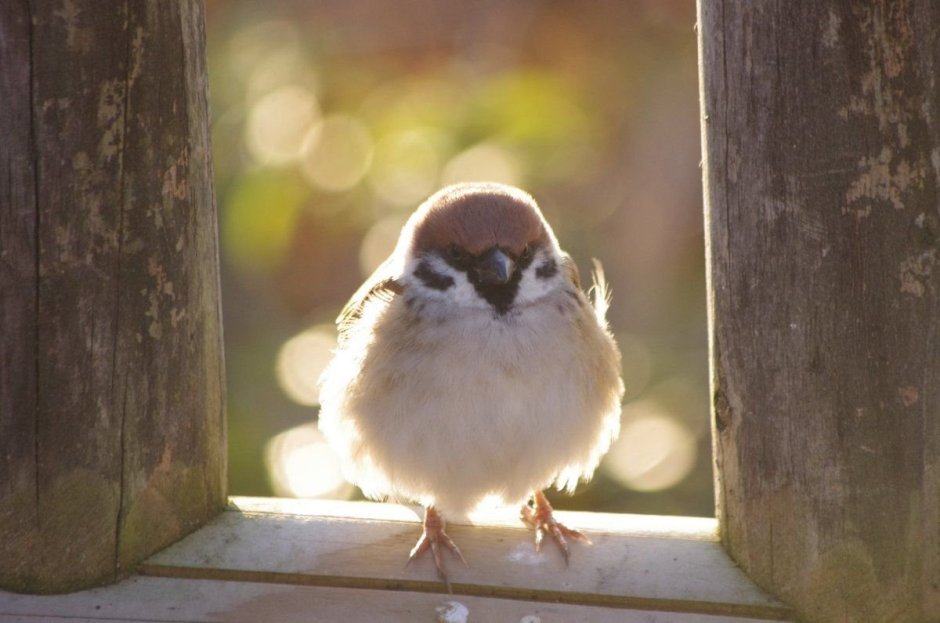 Милые птички Воробушек