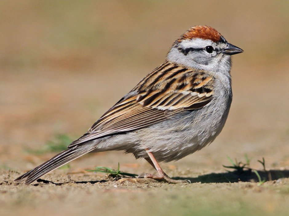 Chipping Sparrow птица
