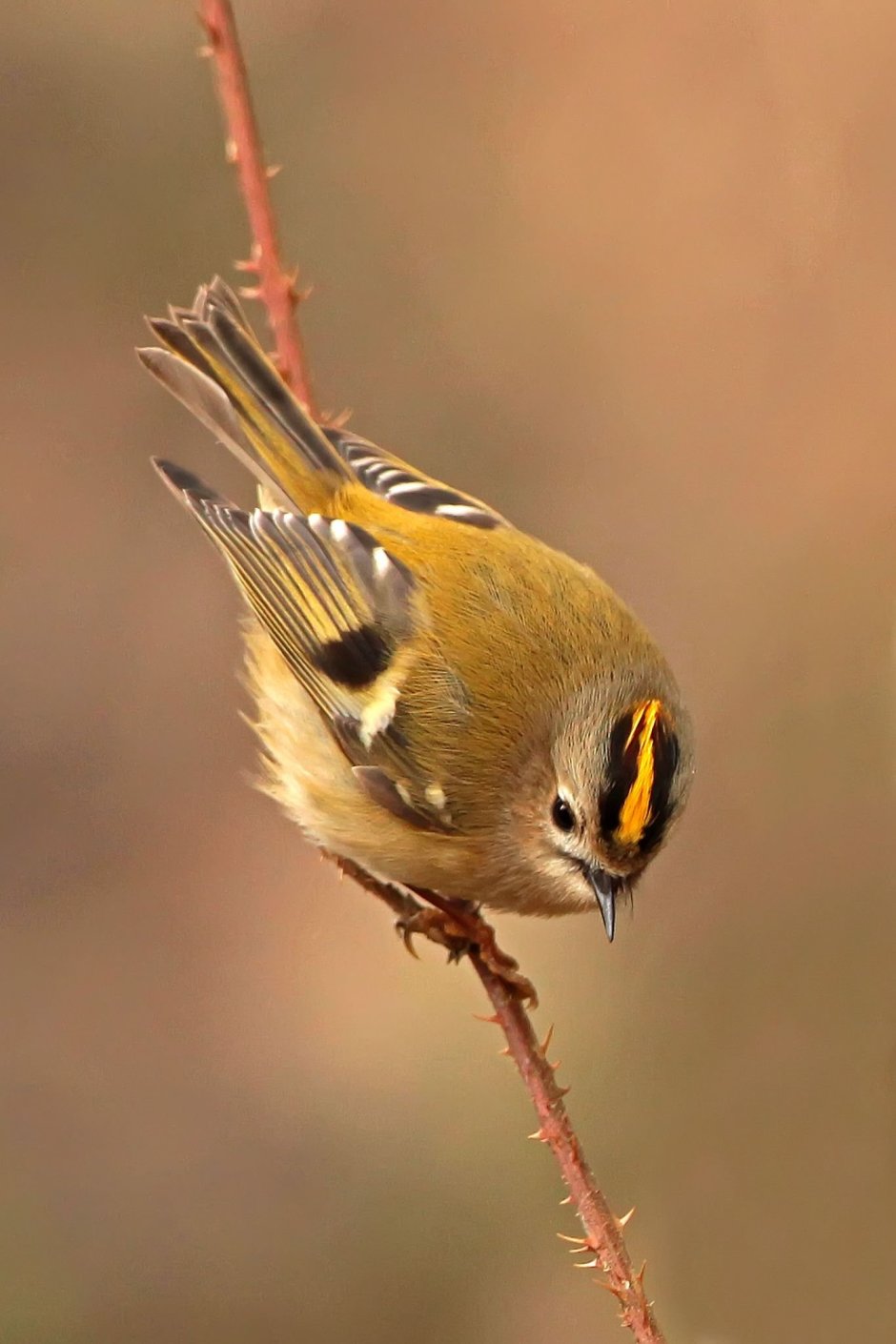 Воробьинообразные птицы