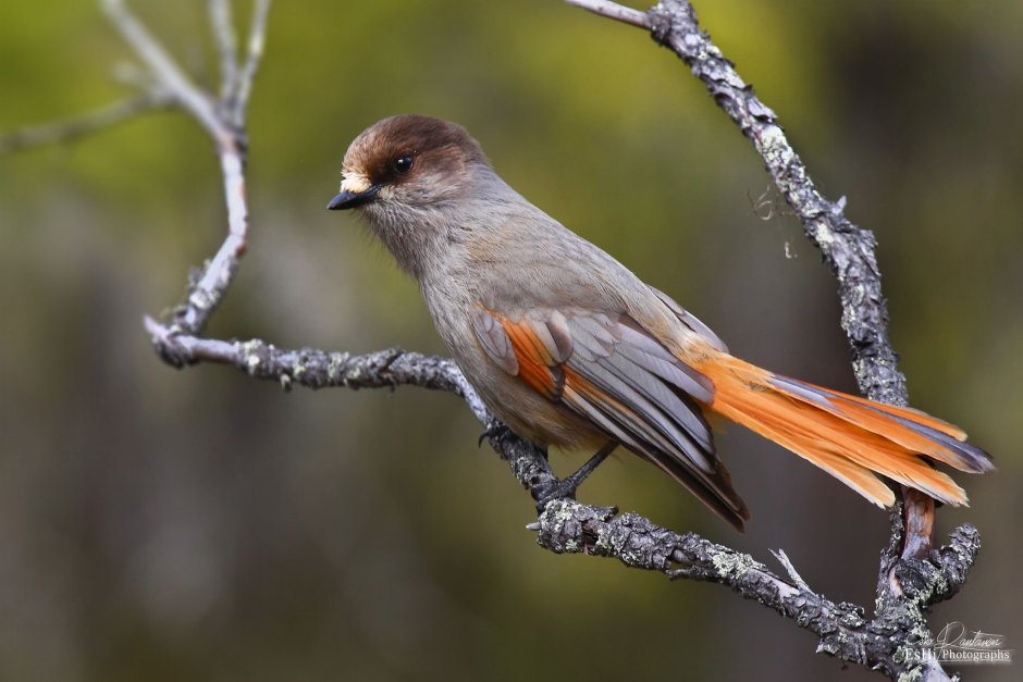 Кукша (птица)