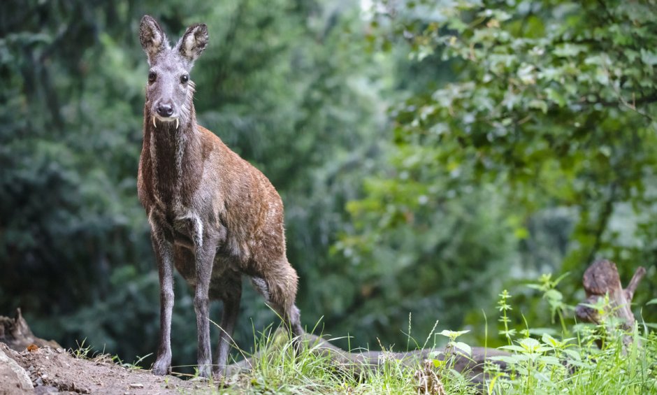 Сахалинская кабарга Moschus moschiferus sachalinensis