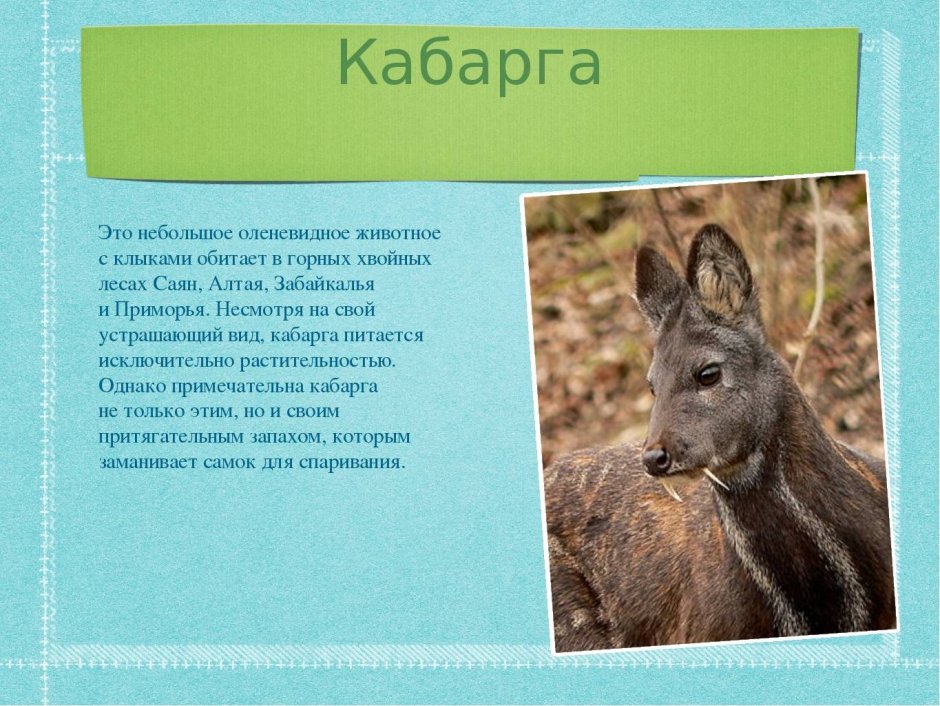Китайский водяной олень