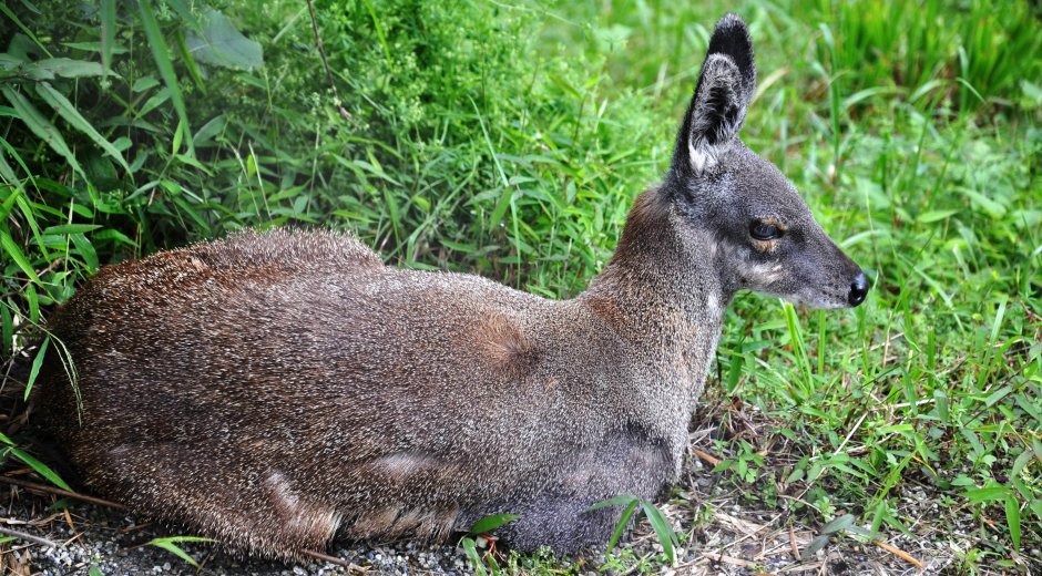 Сахалинская кабарга Moschus moschiferus sachalinensis