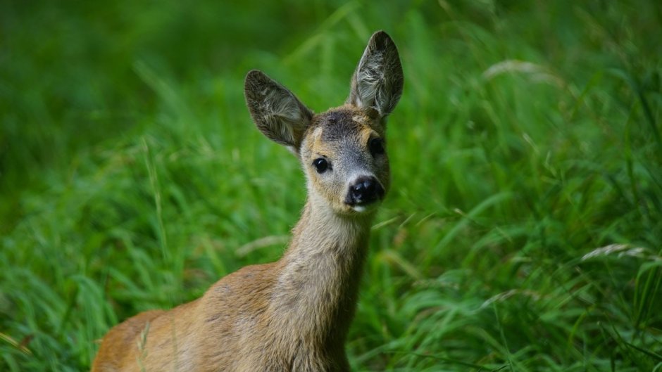 Кабарга (Moschus moschiferus)