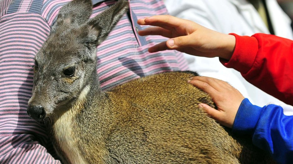 Корейская кабарга