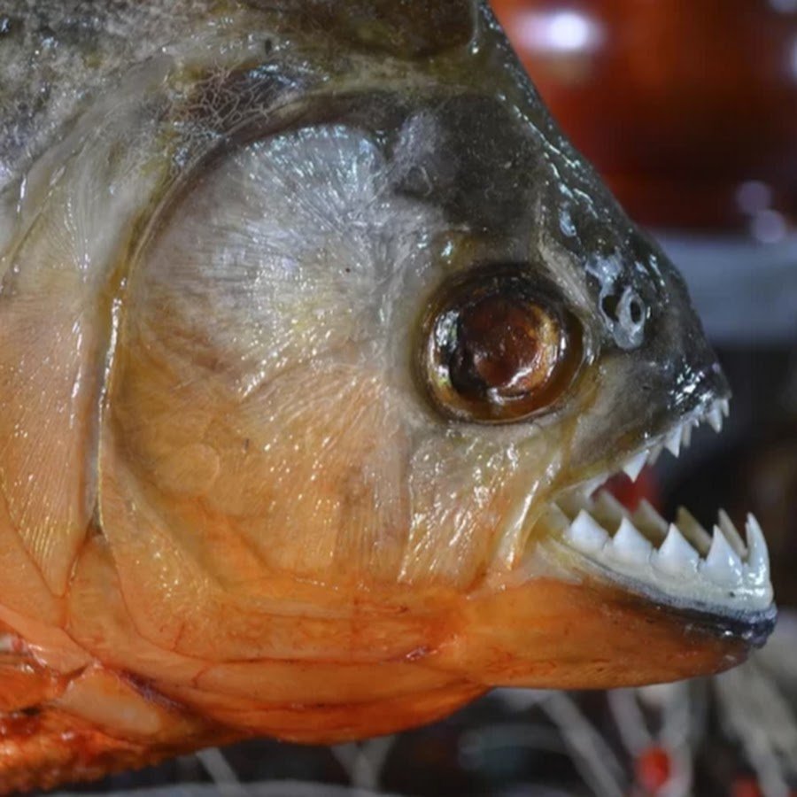 Пиранья мультяшная