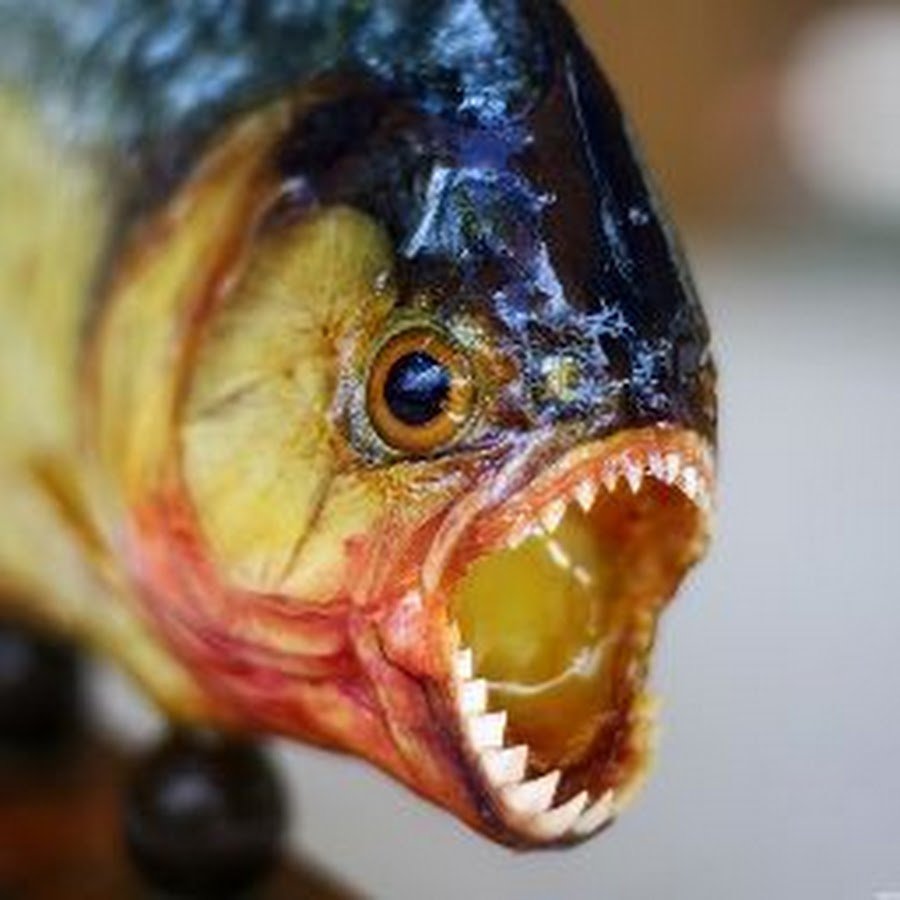 Пиранья Наттерера зубы