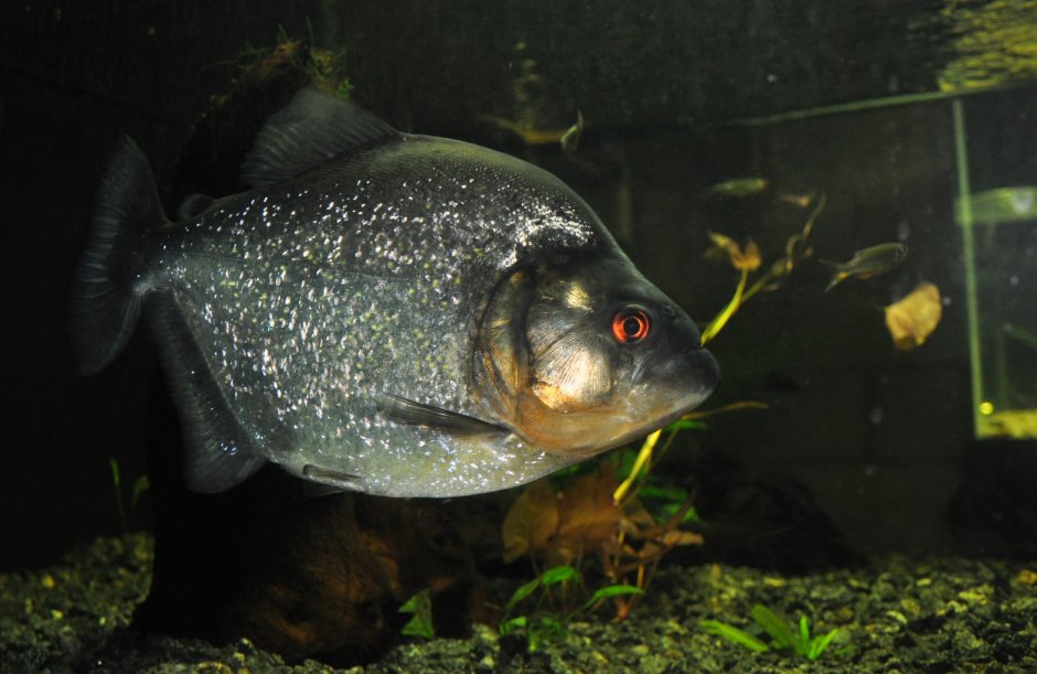 Serrasalmus rhombeus