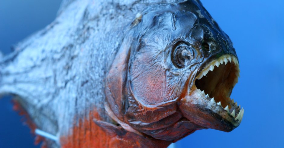 Красная Пиранья