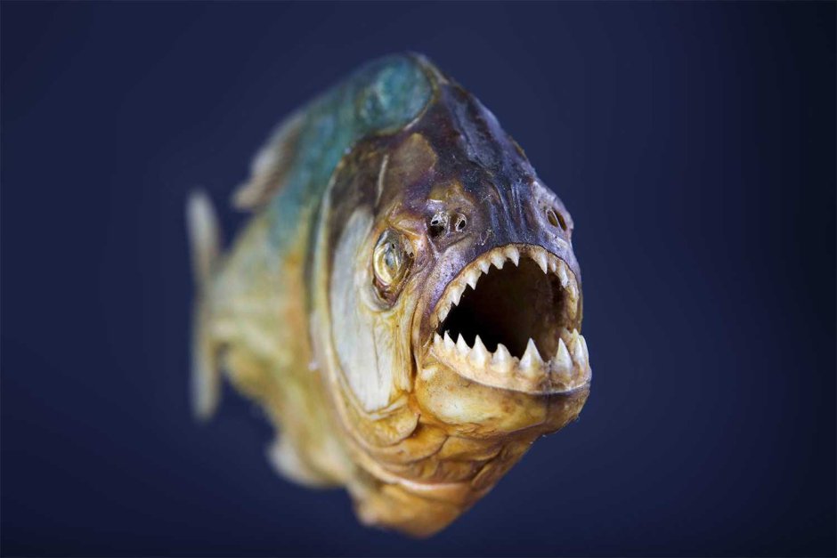 Река Амазонка рыба Пиранья