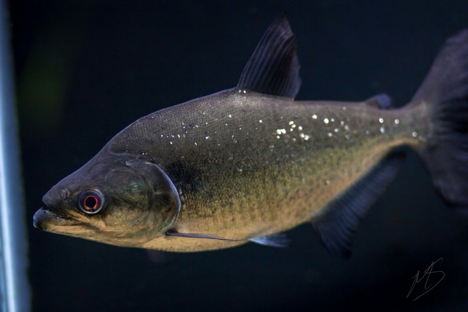 ВЫМПЕЛЬНАЯ Пиранья