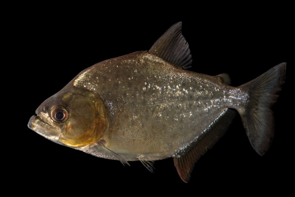 Ромбовидная Пиранья