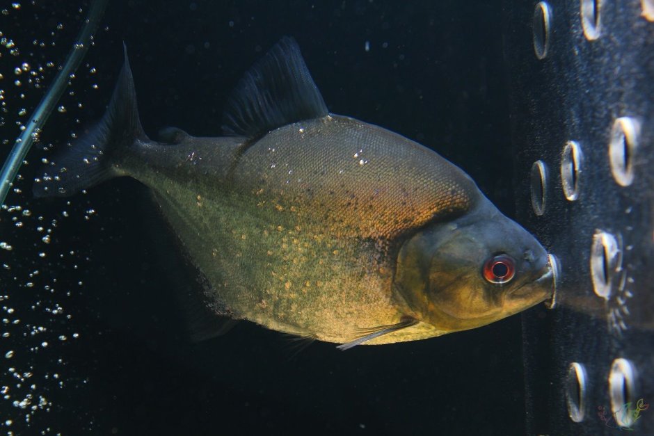 Serrasalmus rhombeus