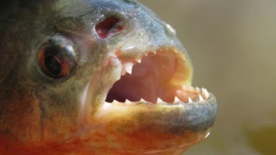 Древние Пирания мега Пиранья