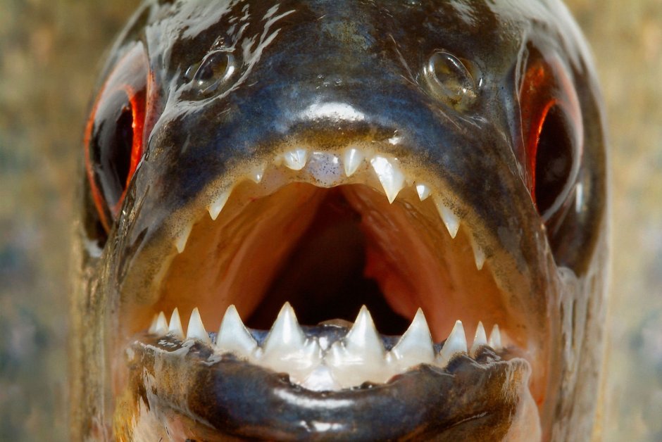 Река Амазонка рыба Пиранья