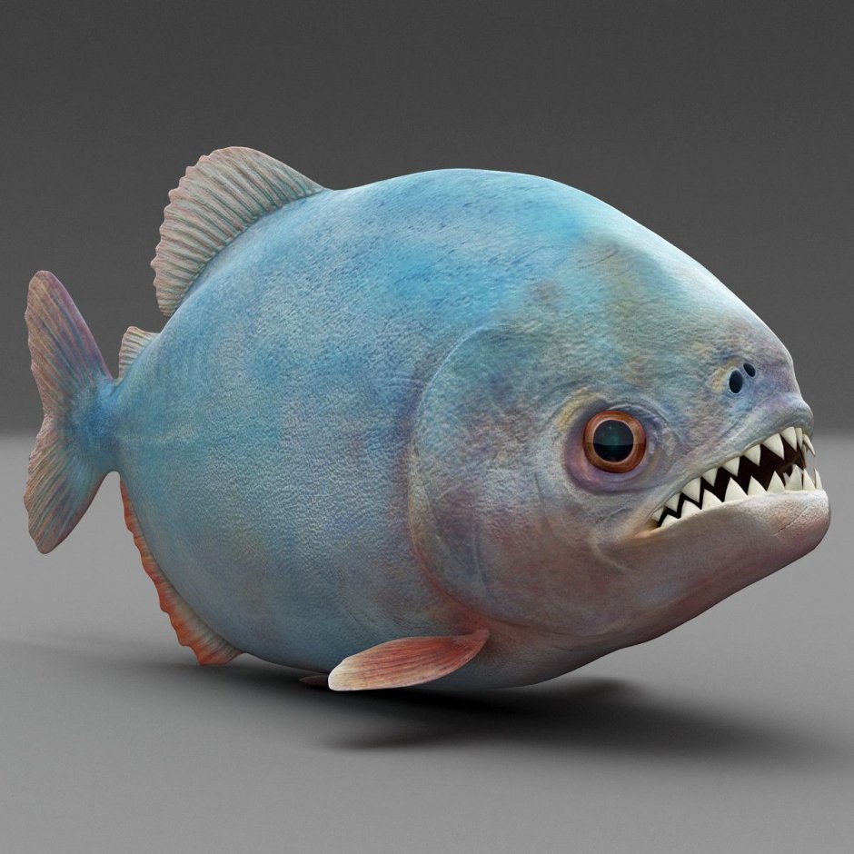 Serrasalmus rhombeus