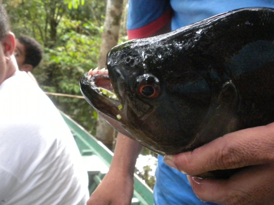 Пиранья Маскот