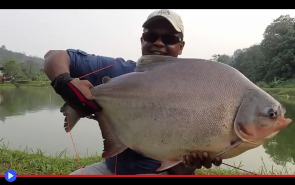 Вяленая Пиранья