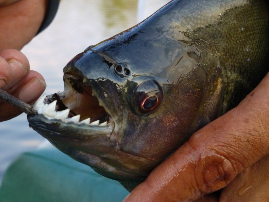 Пиранья аватарка