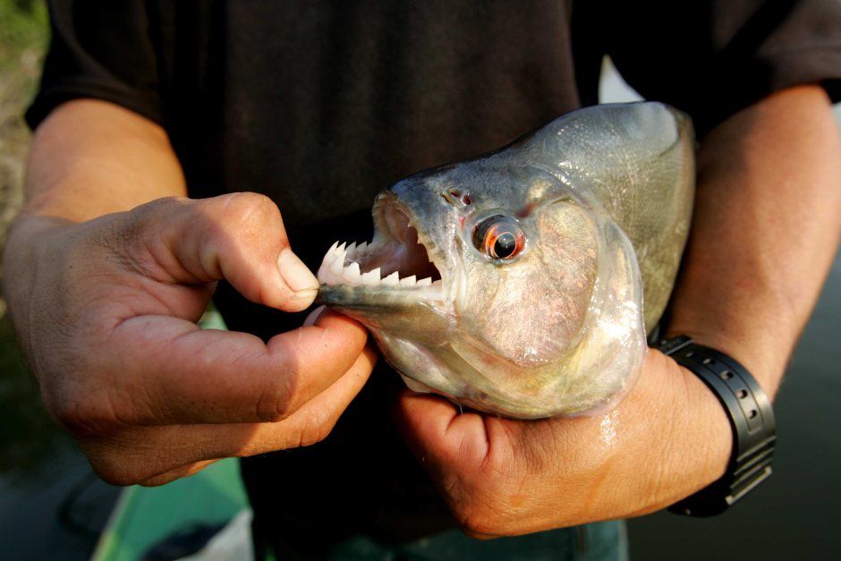 Озеро Виктория пираньи