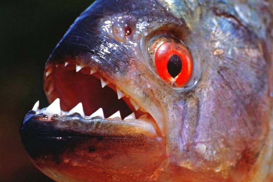 Пиранья Наттерера зубы