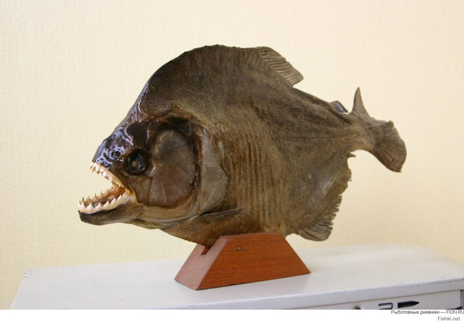 Пиранья Курган