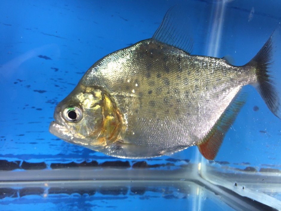 Ромбовидная Пиранья