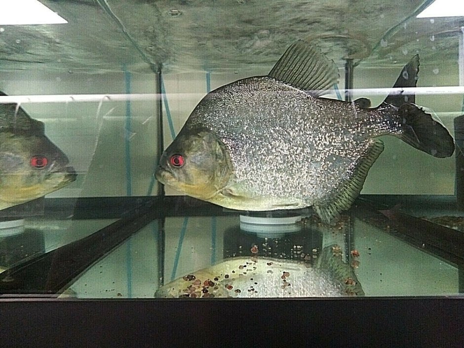 Прикольные рыбки