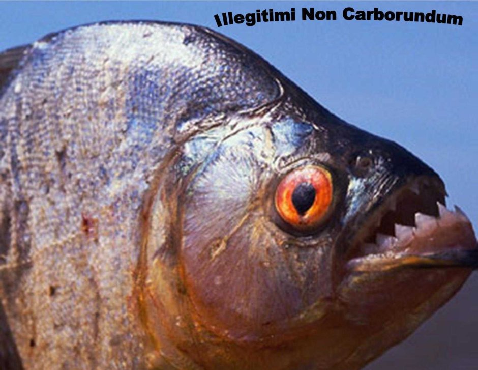 Веселая Пиранья